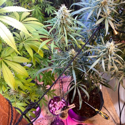 Skunk growlog photo: Antes da defoliacao 