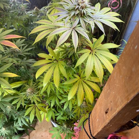 Pinneaple dream  growlog photo: Antes da defoliacao 