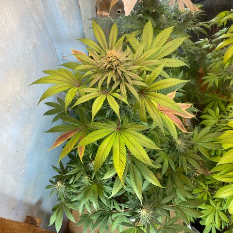 Pinneaple dream  growlog photo: Antes da defoliacao 