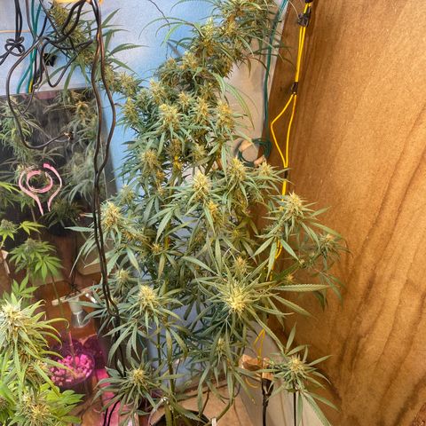 Skunk growlog photo: Corte de folhas 