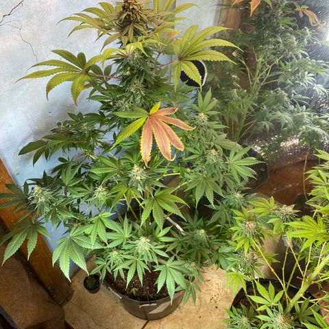 Pinneaple dream  growlog photo: Corte de folhas 