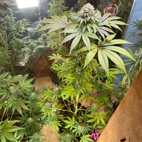 Pinneaple dream  growlog photo: Corte de folhas 
