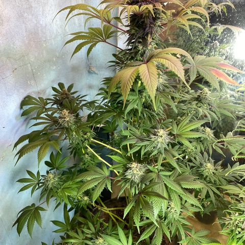 Pinneaple dream  growlog timeline photo