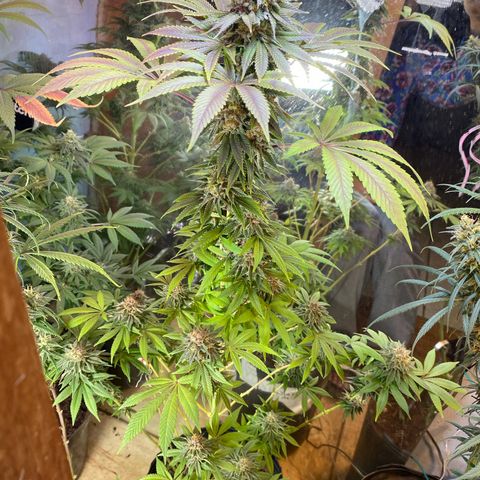 Pinneaple dream  growlog timeline photo