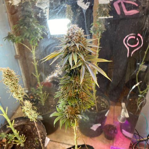 Pinneaple dream  growlog timeline photo