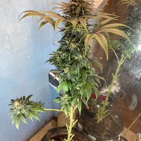 Pinneaple dream  growlog timeline photo