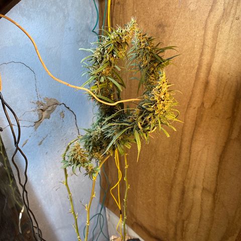Skunk growlog timeline photo