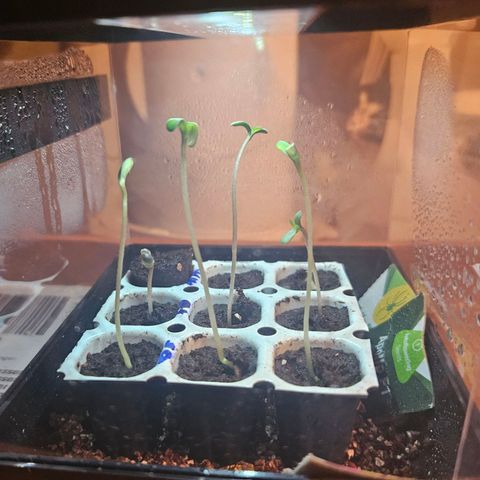 Special Queen #1 growlog photo: vordere Reihe