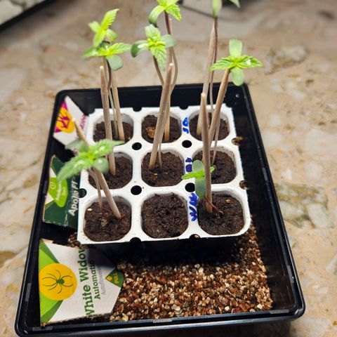 Apollo F1 growlog timeline photo