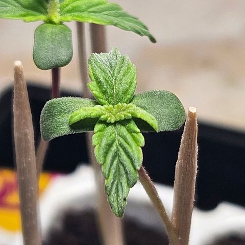 Apollo F1 growlog photo: 2. Blattpaar ist da