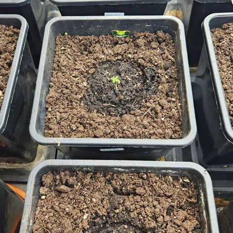 Apollo F1 growlog timeline photo