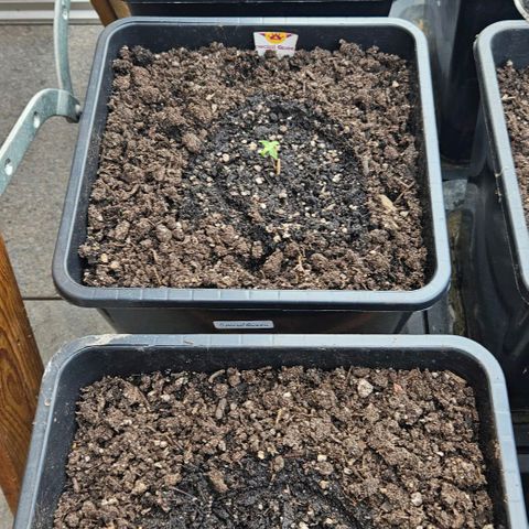 Special Queen #1 growlog timeline photo