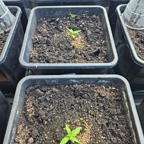Apollo F1 growlog timeline photo