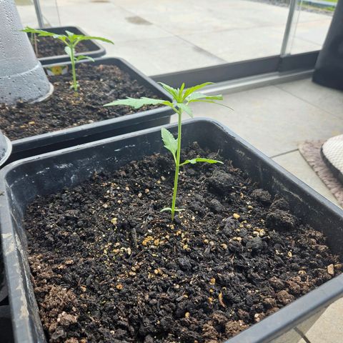 Auto White Widow growlog timeline photo