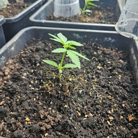 Apollo F1 growlog timeline photo