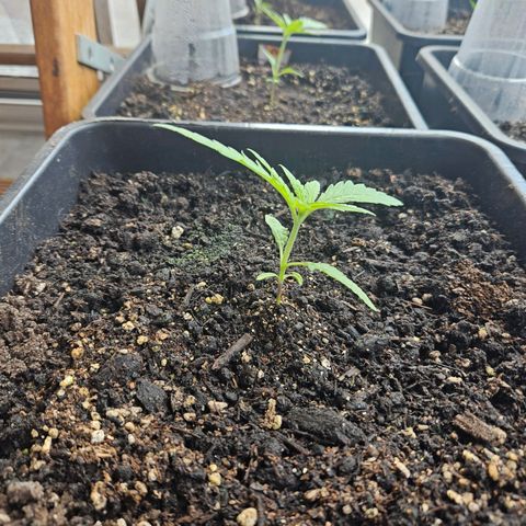 Special Queen #1 growlog timeline photo