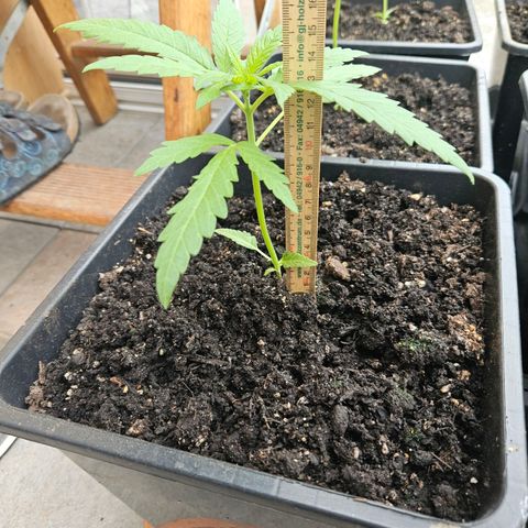 Special Queen #1 growlog timeline photo