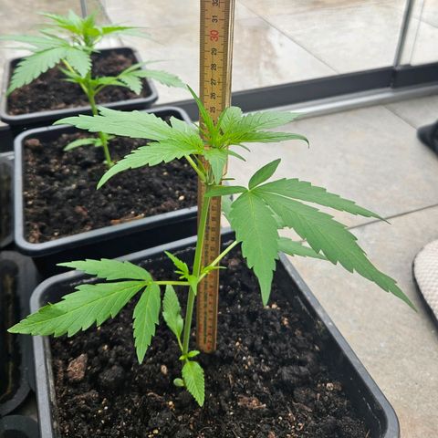 Auto White Widow growlog timeline photo