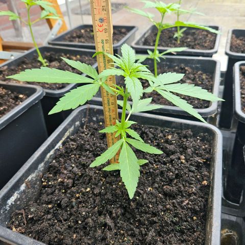 Apollo F1 growlog timeline photo