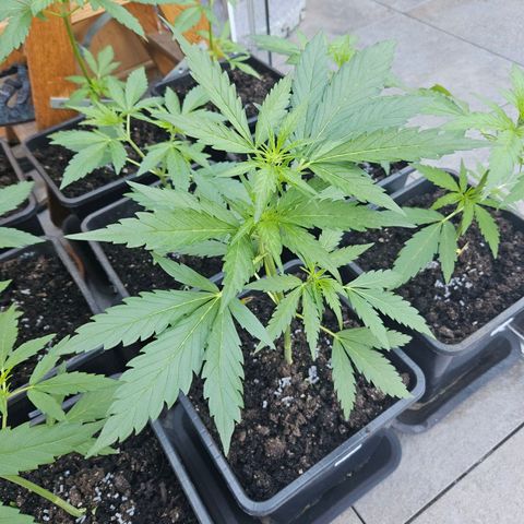 Auto White Widow growlog timeline photo