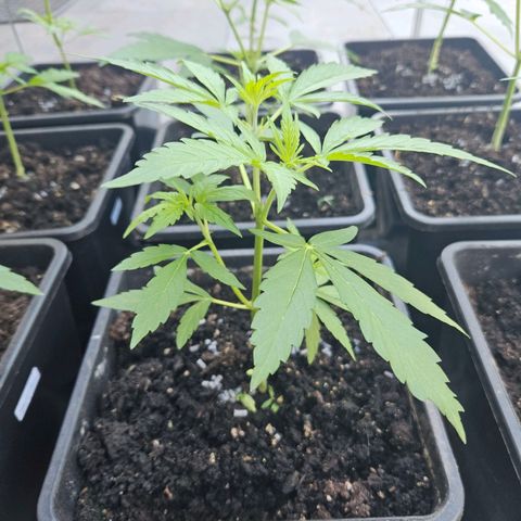 Apollo F1 growlog timeline photo