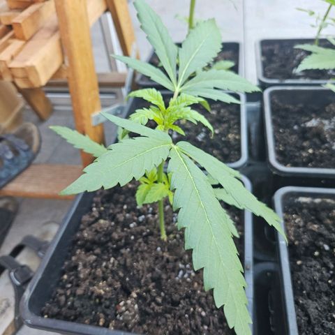 Special Queen #1 growlog timeline photo