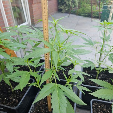 Auto White Widow growlog timeline photo