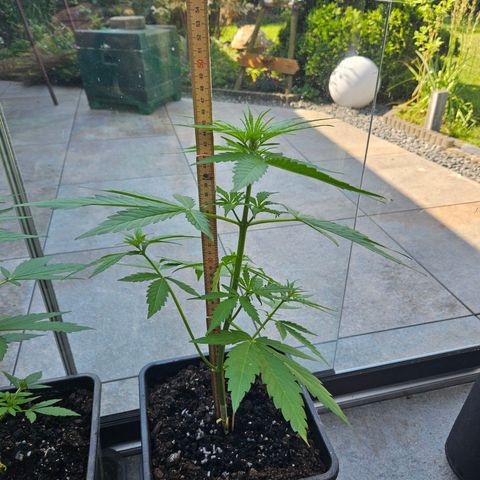Apollo F1 growlog timeline photo