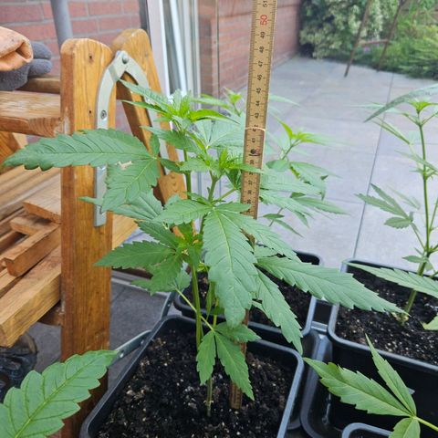Special Queen #1 growlog timeline photo