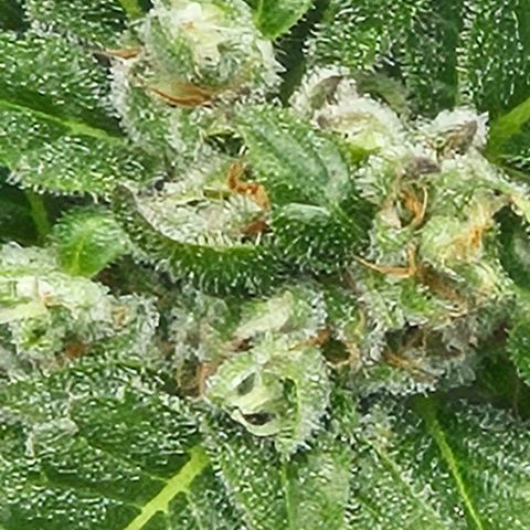 Auto White Widow growlog timeline photo