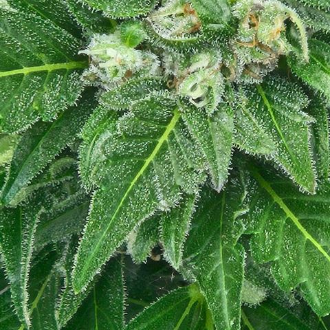 Auto White Widow growlog timeline photo