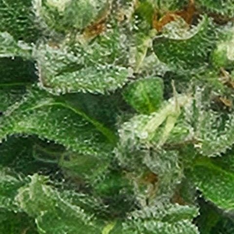 Auto White Widow growlog timeline photo