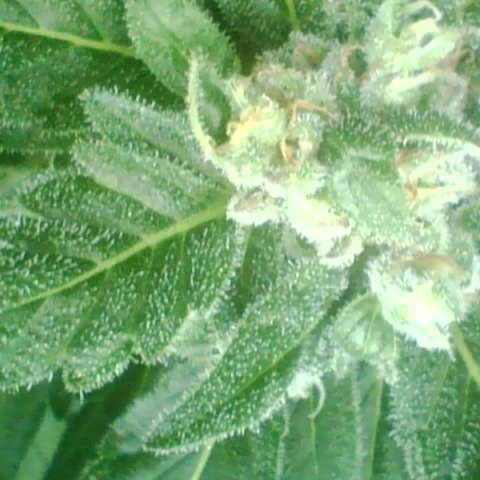 Auto White Widow growlog timeline photo