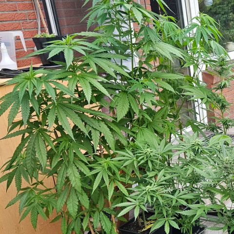 Special Queen #1 growlog timeline photo