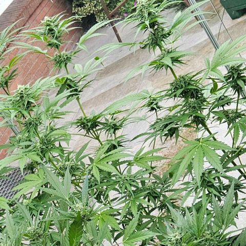 Apollo F1 growlog timeline photo