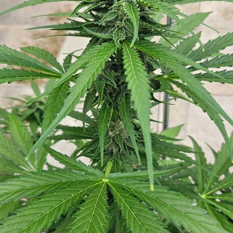 Apollo F1 growlog timeline photo