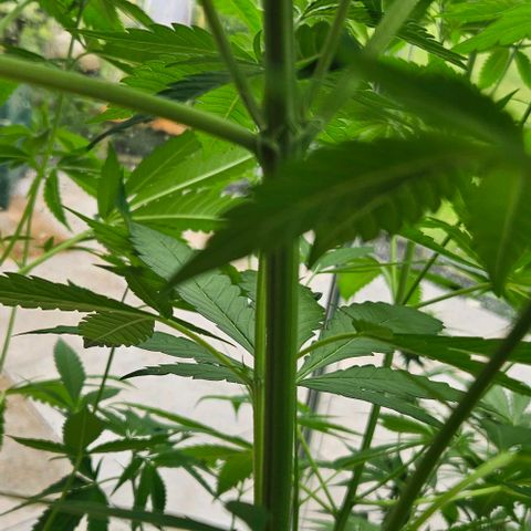 Special Queen #1 growlog timeline photo