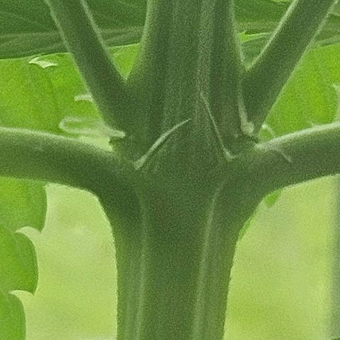 Special Queen #1 growlog photo: Blütenansatz???