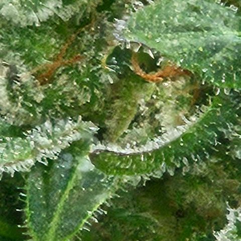 Auto White Widow growlog timeline photo