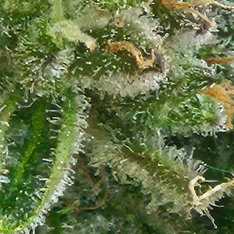 Auto White Widow growlog timeline photo