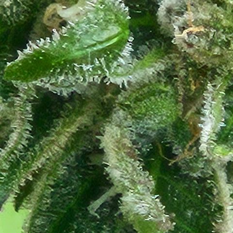 Auto White Widow growlog timeline photo