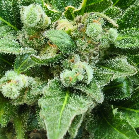 Auto White Widow growlog timeline photo