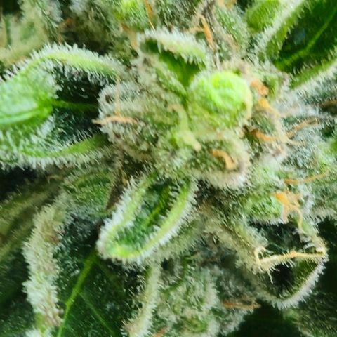 Auto White Widow growlog timeline photo