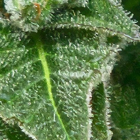 Auto White Widow growlog timeline photo