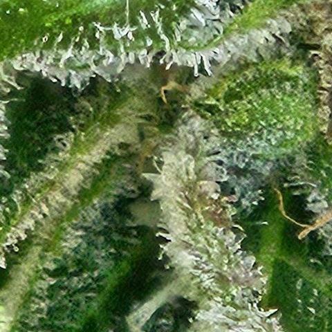 Auto White Widow growlog timeline photo