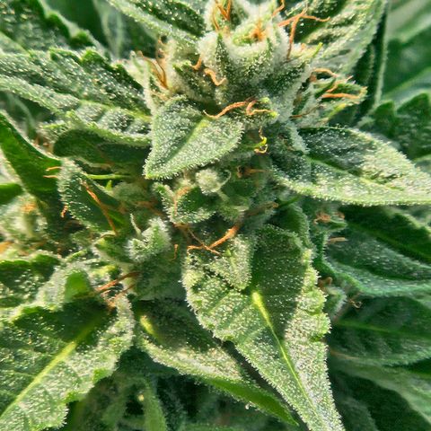 Apollo F1 growlog timeline photo