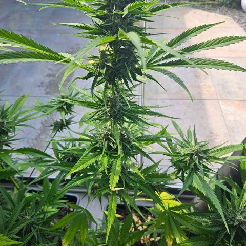 Apollo F1 growlog timeline photo