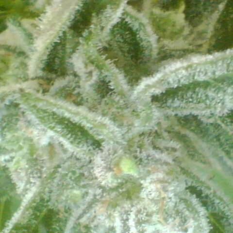 Auto White Widow growlog timeline photo