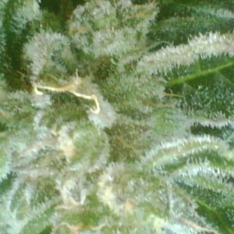 Auto White Widow growlog timeline photo