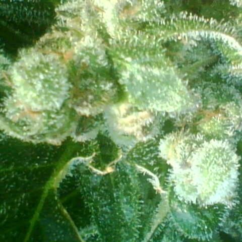 Auto White Widow growlog timeline photo